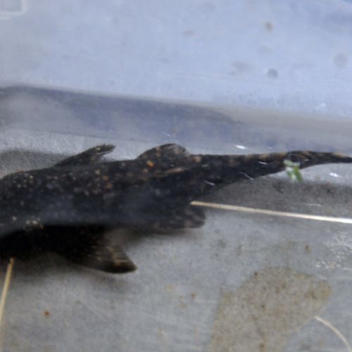 Crevettes red cherry #2