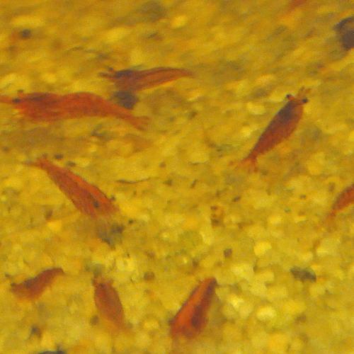 Crevettes red cherry