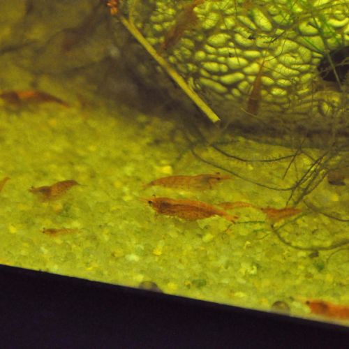 Crevettes red cherry #4