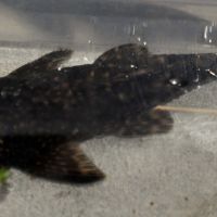 Crevettes red cherry #1