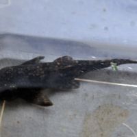 Crevettes red cherry #2