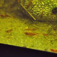 Crevettes red cherry #4