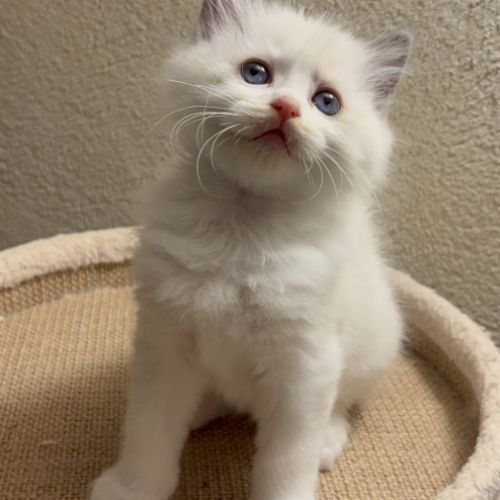 Chaton ragdoll loof #2