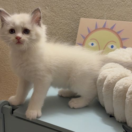 Chaton ragdoll loof #3