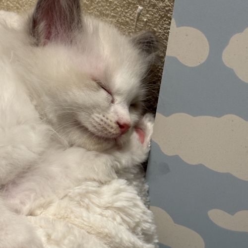 Chaton ragdoll loof #4