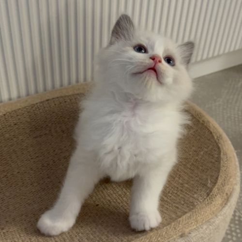 Chaton ragdoll loof #5