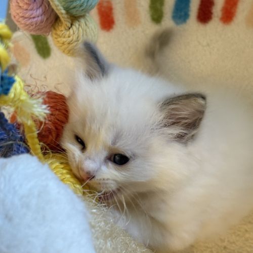 Chaton ragdoll loof #6