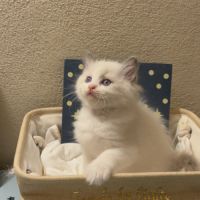 Chaton ragdoll loof #1