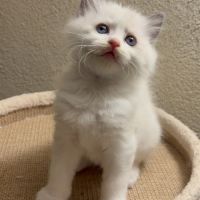 Chaton ragdoll loof #2