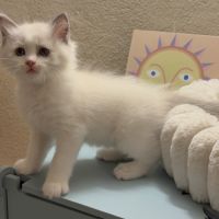 Chaton ragdoll loof #3