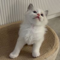 Chaton ragdoll loof #5