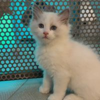 Chaton ragdoll loof #0