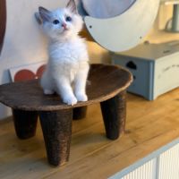 Chaton ragdoll loof #8
