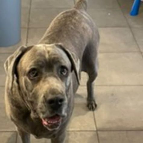 Chien aida à l adoption #0