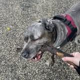 Chien aida à l adoption #2