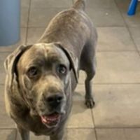 Chien aida à l adoption