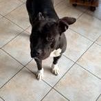 Chien thalie à l adoption