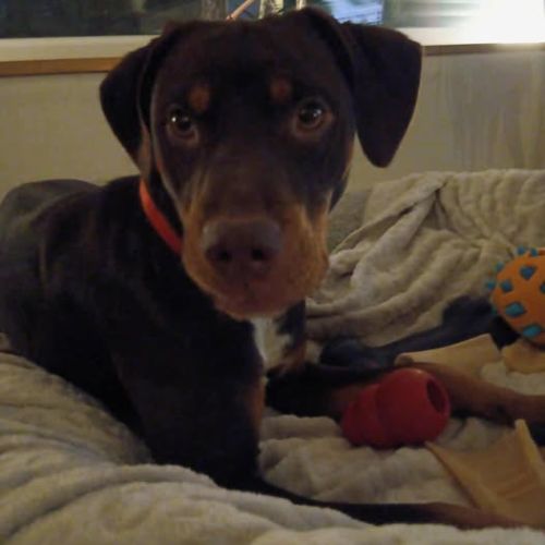 Chien sakura à l adoption #0