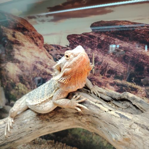 Pogona vitticeps femelle
