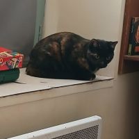 Chat sonia à l adoption