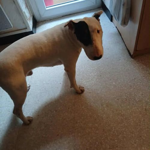 Chien craken à l adoption #0