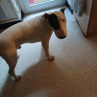 Chien craken à l adoption