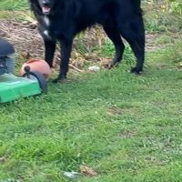 Chien anouk à l adoption