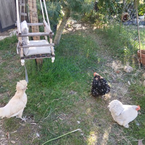 3 poules (1 padoue et 2 pékin)