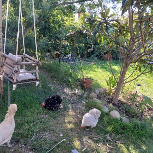 3 poules (1 padoue et 2 pékin) #2