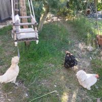 3 poules (1 padoue et 2 pékin) #0