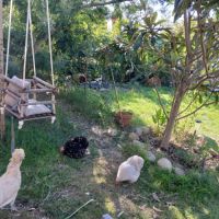 3 poules (1 padoue et 2 pékin) #2