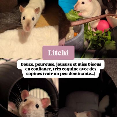 5 rattes à adopter #3