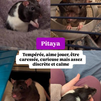 5 rattes à adopter #4