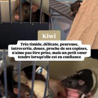 5 rattes à adopter