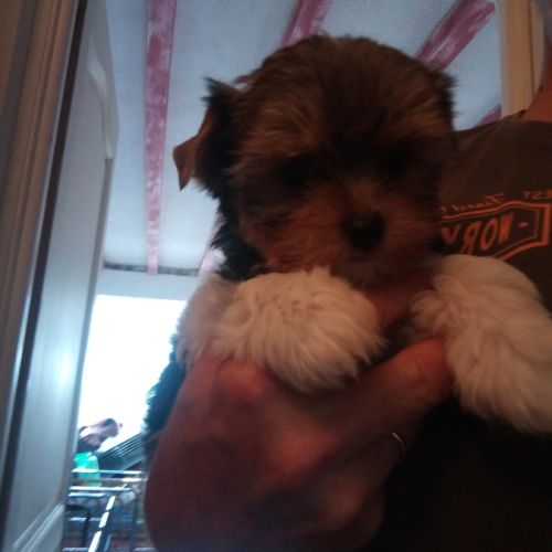 Adorables chiots yorkshire #2