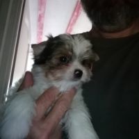 Adorables chiots yorkshire #1