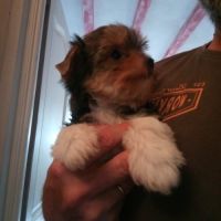 Adorables chiots yorkshire #3