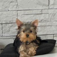 Adorables chiots yorkshire