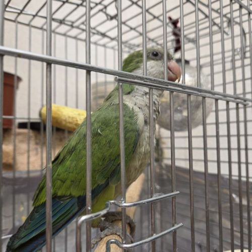 Conure souris. apprivoisé et jeune #2