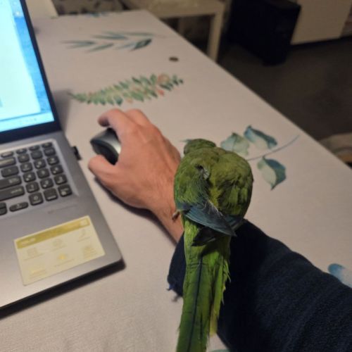 Conure souris. apprivoisé et jeune #3