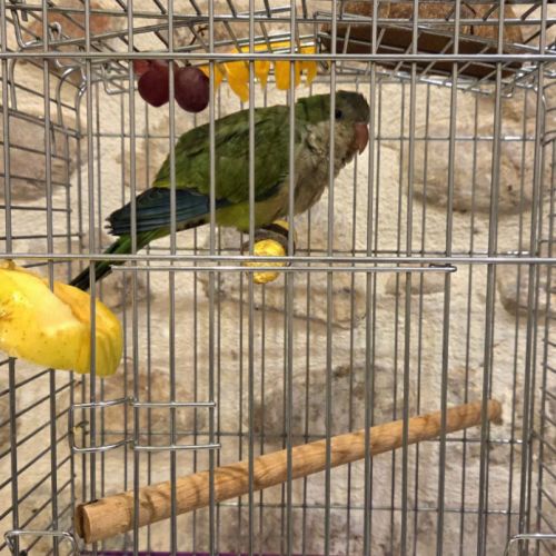 Conure souris. apprivoisé et jeune #4