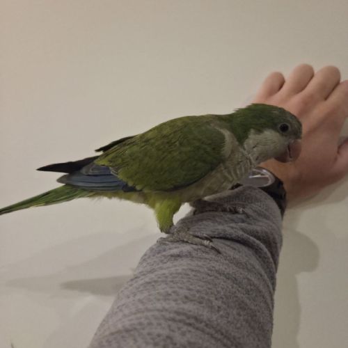 Conure souris. apprivoisé et jeune #0