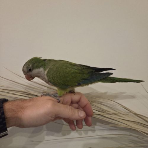 Conure souris. apprivoisé et jeune #6