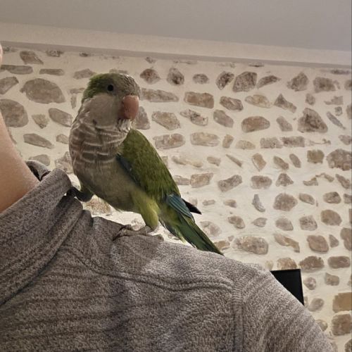 Conure souris. apprivoisé et jeune #7