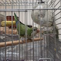 Conure souris. apprivoisé et jeune #1