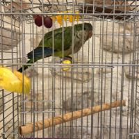 Conure souris. apprivoisé et jeune #4