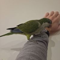 Conure souris. apprivoisé et jeune