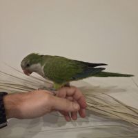 Conure souris. apprivoisé et jeune #6