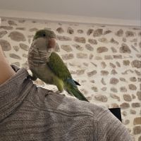 Conure souris. apprivoisé et jeune #7