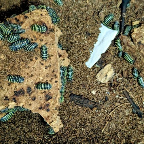 Armadillidium maculatum 